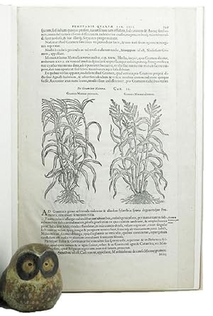 A LEAF FROM THE 1583 REMBERT DODOENS HERBAL PRINTED BY CHRISTOPHER PLANTIN