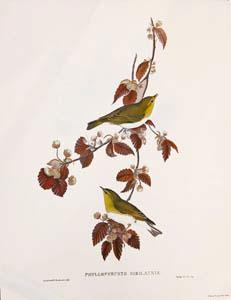 Bird Prints. Four Fine Color Reproductions From the Original Lithographs by J. Gould and H. C. Ri...