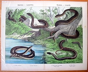Antique Chromolithograph- Large. Black-Backed Sea-Snake and Blind Worm.