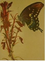 Nature sketches in temperate America. A series of sketches and a popular account of insects, bird...