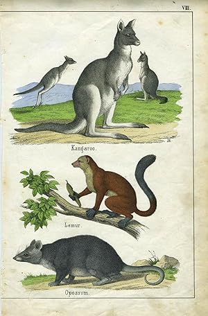 Kangaroo. Hand colored lithograph