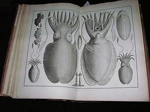 Locupletissimi Rerum Naturalium Thesauri Accurata Descriptio et Iconibus Artificiosissimis Expres...
