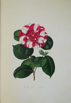 Illustrations and Descriptions of the Plants which Compose the Natural Order Camellieæ, and the V...