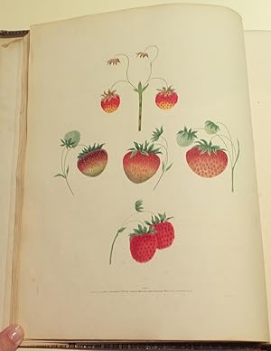 Pomona Britannica or a Collection of the Most Esteemed Fruits at Present Cultivated in Graint Bri...