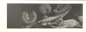 Ode to a chestnut on the ground . translated from the Spanish by Margaret Sayers Peden. Mezzotint...