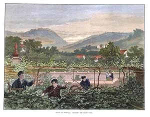 'SPRING IN PORTUGAL: TRIMMING THE GRAPE VINES.'