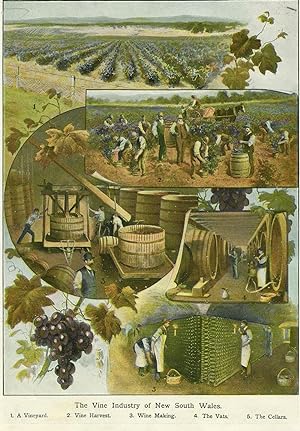 The Vine Industry of New South Wales