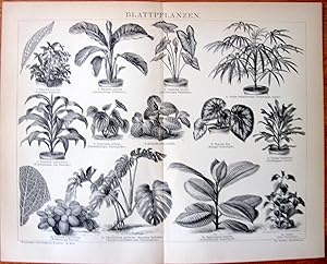 Antique Lithograph- Large. Flowering Plants.