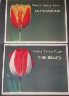 Tulip Album