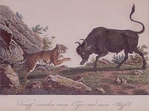 Kampf zwischen einem Tiger und einem Buffelo (Fight between a Tiger and a Buffalo)