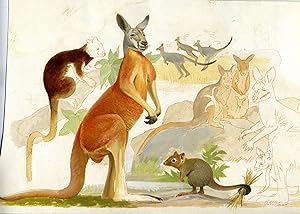 Original water color artwork, Kangaroos and other marsupials