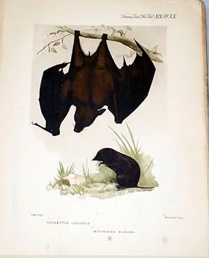 Ruwenzori Expedition Reports -- 17. Mammalia (Extracted from the Transactions of the Zoological S...