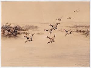 Eight redheads descending into a lakeside marsh, a watercolor picturing the ducks with wings exte...