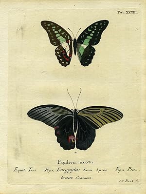 Papilion. Exotic