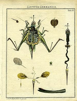 Locusta Germanica