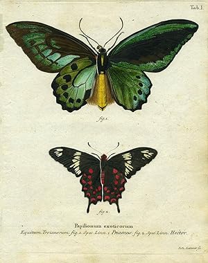 Papilionum Exoticorum