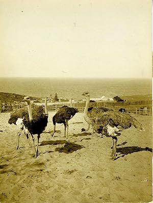 Ostriches on a Farm at South Head, Near Sydney, New South Wales, Australia. Silver tone photograph