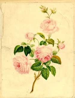 Study of Roses.