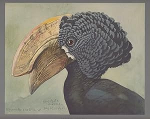 Album of Abyssinian Birds and Mammals from Paintings by Louis Agassiz Fuertes
