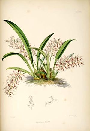 A Monograph of Odontoglossum.