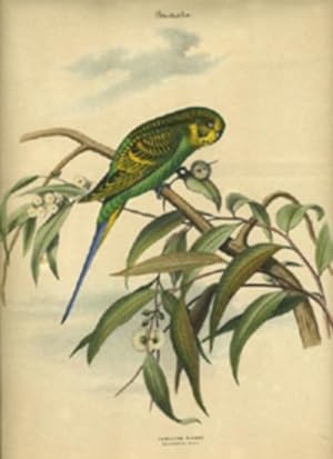 Album of the Finest Birds of all Countries, "Undulated Parrot. Wellenformiger Papagei." Budgeriga...