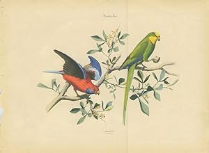Album of the Finest Birds of all Countries, Parrots. Papagaien. Pennant's Parrot and a green Aust...