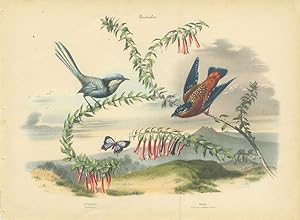 Album of the Finest Birds of all Countries, Titmouse. Glanzmeise. (with) Wren. Punktirter Zaunkon...