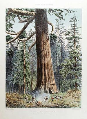 Sequoia Wellingtonia. Mariposa Grove, South California