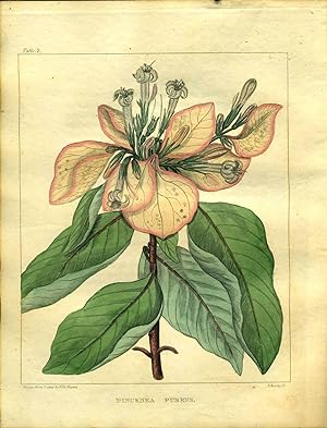 A Flora of North America, Volume I only. 36 Color Plates