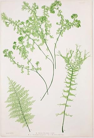 Athyrium Filix-foemina crispum [Lady Fern]; A. Filix-foemina depauperatum [Lady Fern]; A. Filix-f...