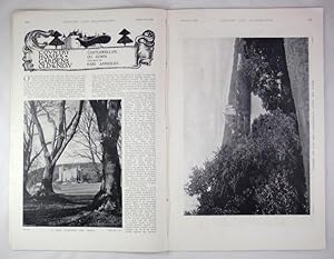 Original Issue of Country Life Magazine Dated March 3rd 1900, with a Main Feature on Castlewellan...