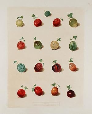 [Gooseberries] Early Green Hairy, Child's Golden Lion, Alcock's Duke of York, Lomaxe's Victory, M...