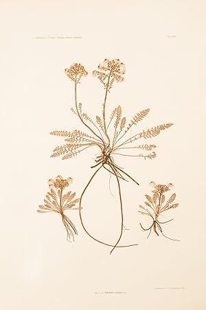 Pedicularis rostrata