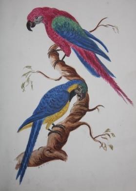 Album of Original Watercolored Drawings of Birds, Mammals and Insects Drawn from the Museum at Ma...