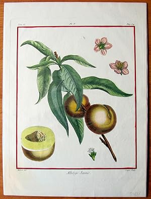 Antique Copperplate Engravings. Botanical- Peaches.