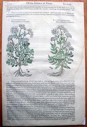 Antique Woodcut Engraving. Botanical- Small Sefelcos of Candie and Great Sefelion of Candie.