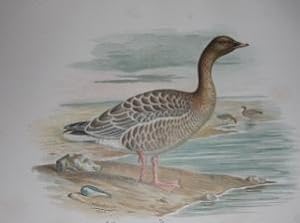 The Geese of Europe and Asia Being a Description of Most of the Old World Species With Twenty-Fou...