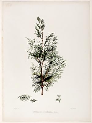 Cupressus tortulosa (Kashmir Cyrpess)
