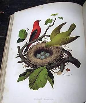 NESTS AND EGGS OF BIRDS OF THE UNITED STATES