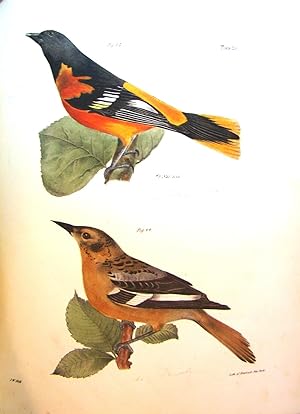 NATURAL HISTORY OF NEW YORK. ZOOLOGY OF NEW YORK, OR THE NEW YORK FAUNA. PART II. BIRDS