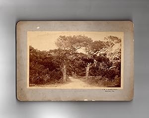 Lover's Lane (Cypress Drive) - Monterey, California - circa 1885 Charles Wallace Jacob Johnson Vi...
