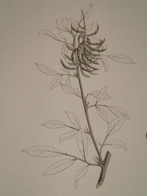 DESCRIPTION DE L'EGYPTE. Botanique. Spartium thebaicum, Indigofera paucifolia, Psoralea plicata. ...