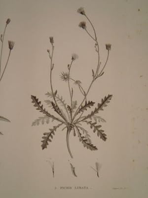 DESCRIPTION DE L'EGYPTE. Botanique. Dorycnium argenteum, Picris sulphurea, Picris lyrata. (Histoi...