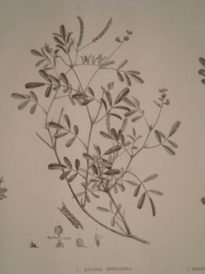 DESCRIPTION DE L'EGYPTE. Botanique. Adonis dentata, Parmelia maciformis, Galega apollinea, Zoster...