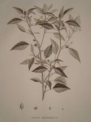 DESCRIPTION DE L'EGYPTE. Botanique. Croton oblongifolium, Menispermum leaeba femina, Menispermum ...