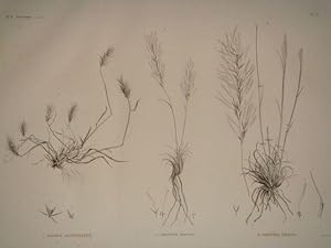 DESCRIPTION DE L'EGYPTE. Botanique. Elymus geniculatus, Aristida obtusa, Aristida ciliata. (Histo...