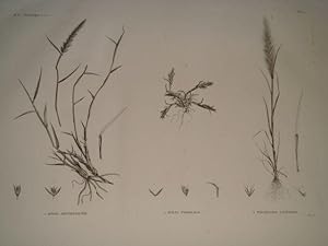 DESCRIPTION DE L'EGYPTE. Botanique. Avena arundinacea, Avena forskalii, Trisetaria linearis. (His...