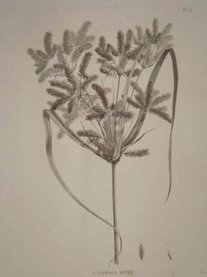 DESCRIPTION DE L'EGYPTE. Botanique. Utricularia inflexa, Peplidium humifusum, Cyperus dives. (His...
