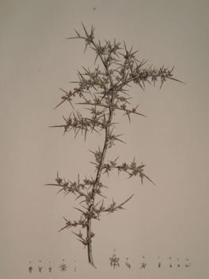 DESCRIPTION DE L'EGYPTE. Botanique. Salsola alopecuroides, Salsola echinus, Salsola tetrandra, Ca...