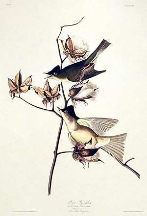 Pewit Flycatcher. From "The Birds of America" (Amsterdam Edition)